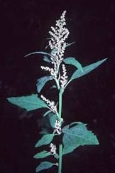 Chenopodium album
