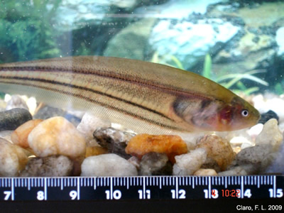 Electric fish Eigenmannia