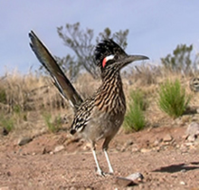 Greater Roadrunner