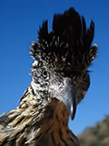 Roadrunner