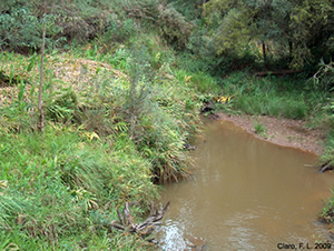 Place where Eigenmannia can be found